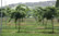 In the Bendooley vinyard