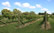 In the Bendooley vinyard